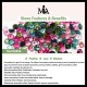 Tourmaline Jade Safe Love Bracelet Tourmaline Jade Safe Love Bracelet