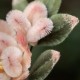 Handmade Yangzhou Velvet Mulberry Silk Peach Blossom Brooch Handmade Yangzhou Velvet Mulberry Silk Peach Blossom Brooch