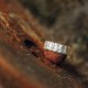 925 Silver Simple Blessing Couple Ring 925 Silver Simple Blessing Couple Ring
