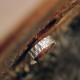 925 Silver Simple Blessing Couple Ring 925 Silver Simple Blessing Couple Ring